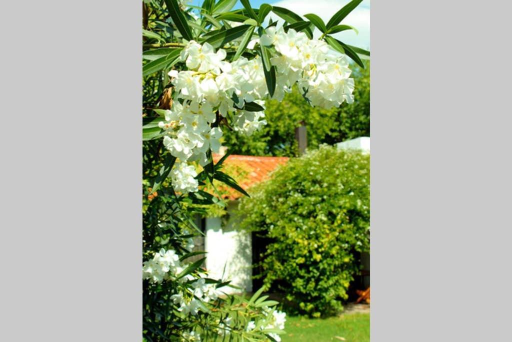 门多萨Big Beautiful House With Garden In 5Ta Seccion Neighbourhood别墅 外观 照片